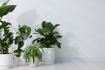 Different green houseplants on floor near white wall indoors, space for text