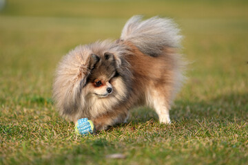 The Pomeranian plays on the lawn with a ball