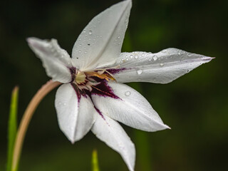White Lily With Purple Center and Dew Drops in Soft Garden Backdrop