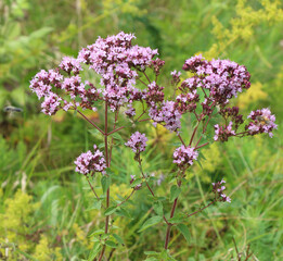 Summer flowering Origanum vulgare