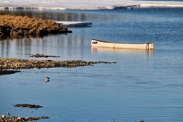 Migratory bird at Clearwater Creek in Delta Junction