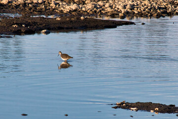 Migratory bird at Clearwater Creek in Delta Junction