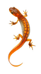 Naklejka premium Orange spotted newt salamander crawling on white background isolated amphibian wildlife natural science illustration