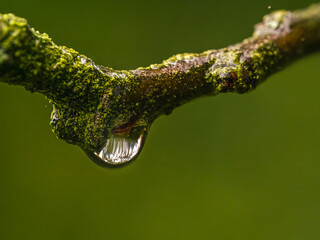 Macro View Of Mossy Branch With Water Droplet Glimmering In Deep Green Background