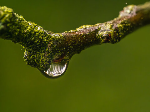 Macro View Of Mossy Branch With Water Droplet Glimmering In Deep Green Background