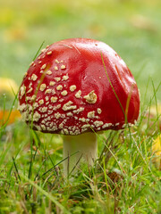 Red Fly Agaric Mushroom in Grass with Wet Cap Details