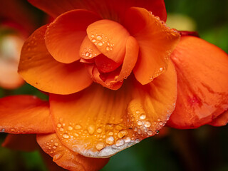 Bright Orange Begonia Bloom Close-Up
