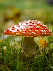 Red Fly Agaric Mushroom in Grass with Wet Cap Details