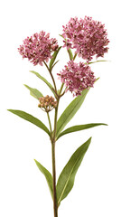 Obraz premium Pink milkweed flower cluster detailed botanical illustration with green leaves isolated on white background for nature de