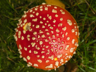 Red Fly Agaric Mushroom in Grass with Wet Cap Details
