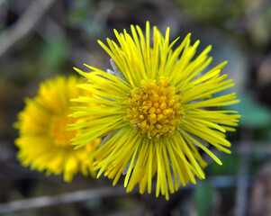 In nature, bloom early spring plant coltsfoot (Tussilago farfara)