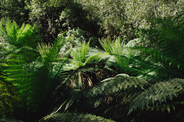 Dense Tasmanian tree ferns in a lush forest setting, ideal for projects on rainforest ecology, biodiversity, conservation themes and natural landscape visuals.