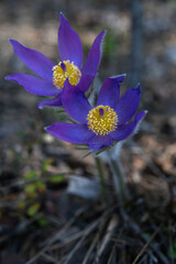 Fluffy blue flowers of Pulsatilla blooming in spring forest