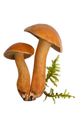Suillus bovinus with moss