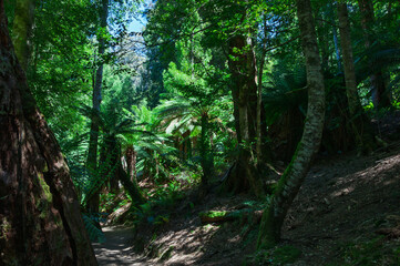 Layered fern canopy in Tasmania’s forest, perfect for environmental concepts, outdoor design themes and educational ecosystem content.