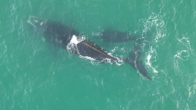 Baleia na Praia dos Ingleses Florian&oacute;polis - M&atilde;e e Filhote Nadando