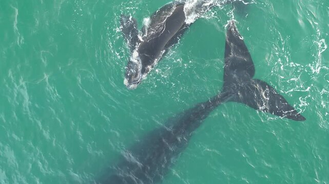 Baleia na Praia dos Ingleses Florian&oacute;polis - M&atilde;e e Filhote Nadando