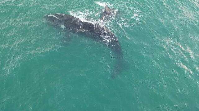 Baleia na Praia dos Ingleses Florian&oacute;polis - M&atilde;e e Filhote Nadando