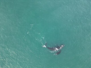 Fototapeta premium Baleia na Praia dos Ingleses Florianópolis - Mãe e Filhote Nadando