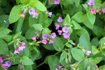 Lungwort (Pulmonaria) blooms in the wild spring forest