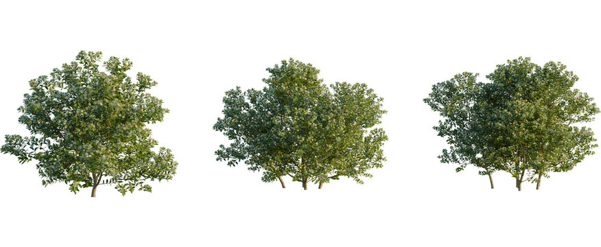 Myrtus communis tree, front view, cutout, transparent background, isolate, Three blooming trees, perfect for landscape design projects and 3D scenes
