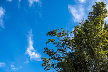 Bamboo Forest, bamboo trees against blue sky background. Chinese garden in Spring. China