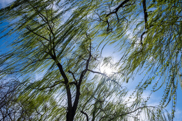 Obraz premium Weeping willow tree with fresh green spring leaves. Long branches draping downwards, blue cloudy sky