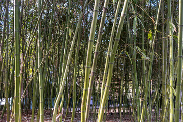 Obraz premium Bamboo Forest, bamboo trees background closeup, Chinese garden. China
