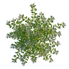 Ceanothus x delileanus tree plan, top view, cutout, transparent background, isolate, Delicate flowering bush, Overhead botanical illustration for landscape plan © KP Stock