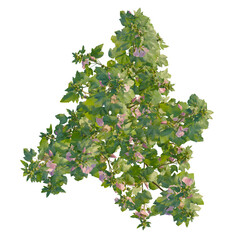 Lavatera clementii tree plan, top view, cutout, transparent background, isolate, Delicate pink flowers with lush green leaves add peaceful serenity.