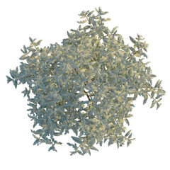 Olearia macrodonta tree plan, top view, cutout, transparent background, isolate, Beautiful tree with delicate white flowers, perfect for spring designs