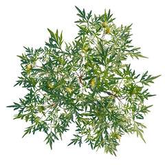 Paeonia delavayi tree plan, top view, cutout, transparent background, isolate, Overhead view of vibrant green balloon plant with delicate leaf details