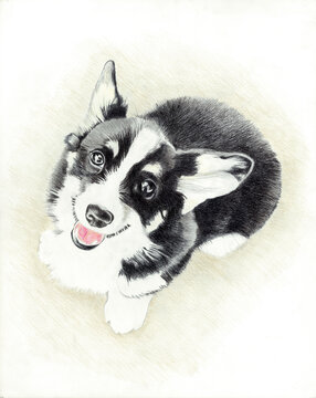 Corgi Two