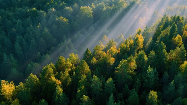 Misty forest canopy illuminated by sunbeams. Nature, aerial view, outdoor.