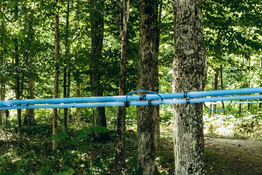 A detailed view of the modern maple sap collection system in Quebec, Canada, showing blue plastic tubing attached to maple trees in the forest for extracting sap used in maple syrup production