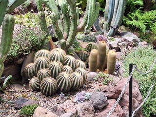 Cactus