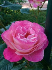 Rosa