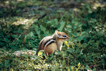 A close-up view of an Eastern chipmunk sitting on green grass in La Mauricie National Park, Quebec, showcasing its striped fur and natural woodland environment