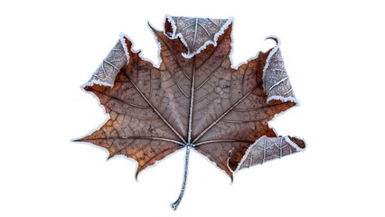 Naklejka premium Frosty maple leaf on white background