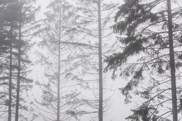 Mist covers forest trees in Sweden creating a quiet atmosphere on a gloomy day