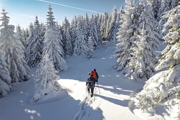 Two people are trekking through deep snow in a forest of snow-covered fir trees during a bright,...
