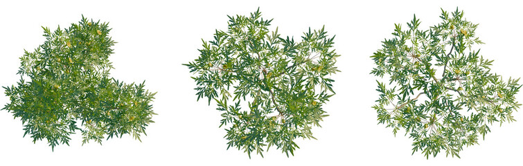 Paeonia delavayi tree plan, top view, cutout, transparent background, isolate, Lush greenery overhead foliage with vibrant green leaves and small fruits