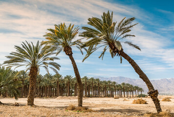 Plantations of date palms with old curved trees as foreground and mountains at he distance, sustainable agriculture industry in desert and arid areas of the Middle East. No AI tools were used