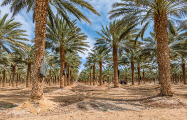 Plantations of date palms. Iconic ancient plant and healthy food crop. Currently it is sustainable agriculture industry in desert and arid areas of the Middle East. No AI tools were used