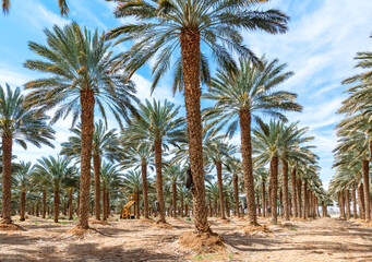 Plantations of date palms. Iconic ancient plant and healthy food crop. Currently it is sustainable agriculture industry in desert and arid areas of the Middle East. No AI tools were used

