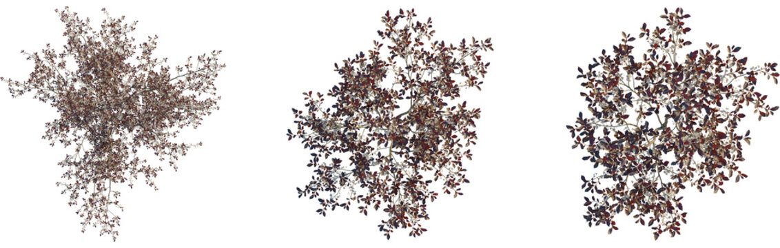 Prunus x cistena tree plan, top view, cutout, transparent background, isolate, Elegant tree top view with white blossoms, perfect for landscape design