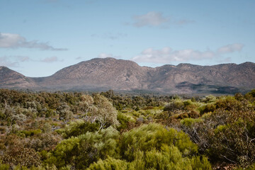 Panoramic mountain view on the green vegetation of the trees and bushes outdoor at daytime in Wilpena Pound at Wangara Lookout during springtime season in Flinders Ranges in Australia.