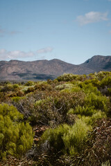 Panoramic mountain view on the green vegetation of the trees and bushes outdoor at daytime in Wilpena Pound at Wangara Lookout during springtime season in Flinders Ranges in Australia.
