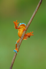 Cruziohyla craspedopus, the fringed leaf frog or fringed tree frog. It is found in the Amazonian lowlands in Brazil, Colombia, Ecuador, and Peru, and possibly in Bolivia