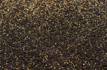 Obraz premium Seeding lawn grass in the garden. Selective focus.